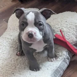 Mini pocket bully female available
