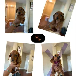Dachshund