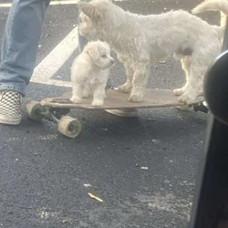 Male puppy