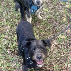 Minature Schnauzer/Terrier Mixed Puppies $400