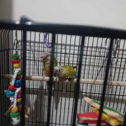 Mated pair of green cheek conures