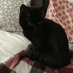 Free Domestic short hair, female cat