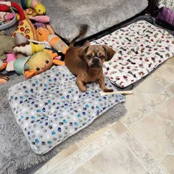 Rehome 6 month old puppy