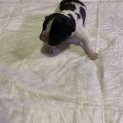 Male french bulldog