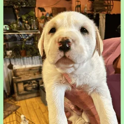 Lab husky mixs?