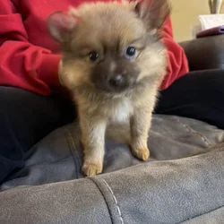 Pomeranian Puppies 10 weeks old