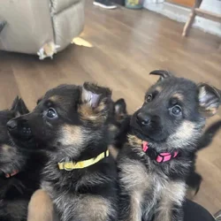 Purebred German Shepherd Puppies
