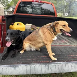 REHOMING our dogs