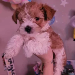 2 male morkies