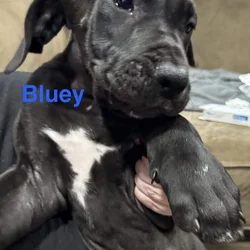 10 week old Great Dane puppy