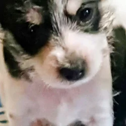 Chorkie pups