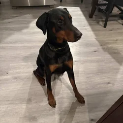 Doberman