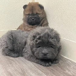 AKC Chow Chow Puppies