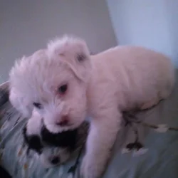 Maltese, havapoo, brewier terrier