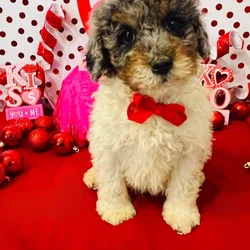 Mini White with Merle Poodle
