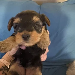Adorable little yorkie