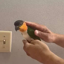 Caique , Eclectus And Sun Conures
