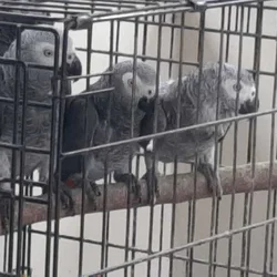 African grey parrots for sale- hand raised and hea