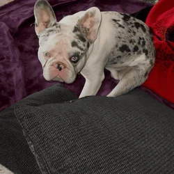 French bulldog