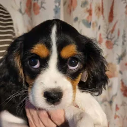King charles cavaliers puppy