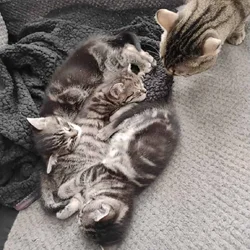 Free cats and kittens