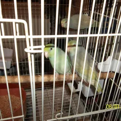 BEAUTIFUL PIED BABY PARROTLETS