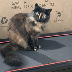 Mane Coon mix