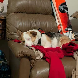Colorful Corgi in need of a home