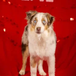 Red Merle Female