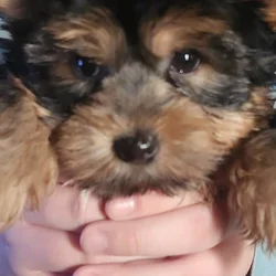 Male Yorkie