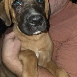 Boxsky (Boxer/Husky) puppies
