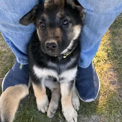 German Shepherd Husky