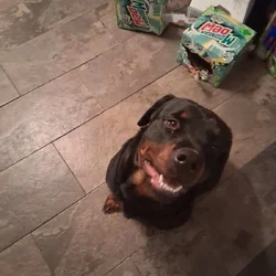She needs a loving home!