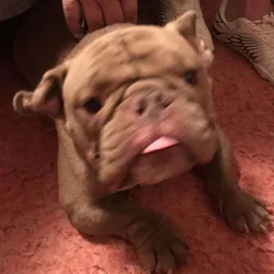 Male American Pocket Bully