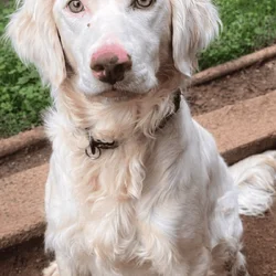 Luna the Sweet, Deaf Spaniel Mix