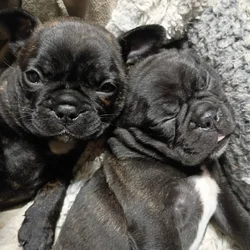 Frenchie Pups