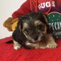10 week Morkie