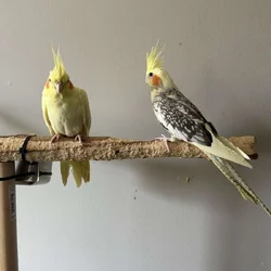 Cockatiel