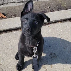 German shepherd/ Lab puppy