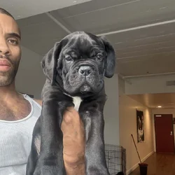 Cane Corso