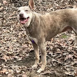 Gunter needs a home ASAP