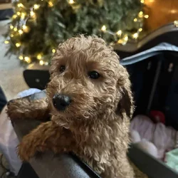 Goldendoodle puppies- 9 weeks old
