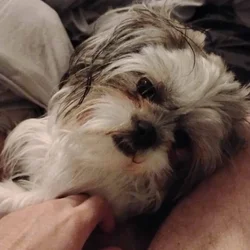 Shih Tzu For Sale