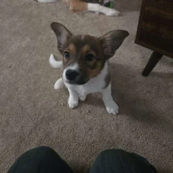 CoCo the Borgi
