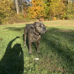 Pure Bred Cane Corso- Perfect Fit for your Family