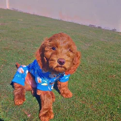 Goldendoodle