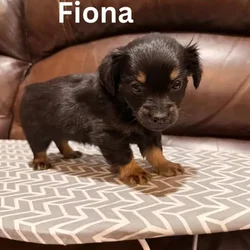7 weeks old chiweenie puppy