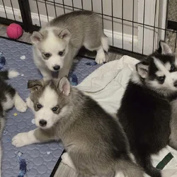 Siberian Husky Puppies