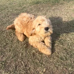 Sushi - Home raised Female F1B Goldendoodle