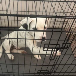 Free 3 mo old male American bully terrier mix